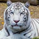 segundo lema - @099Segundo - Twitter