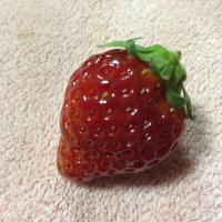 イゴール の評価や評判 感想など みんなの反応を1日ごとにまとめて紹介 ついラン