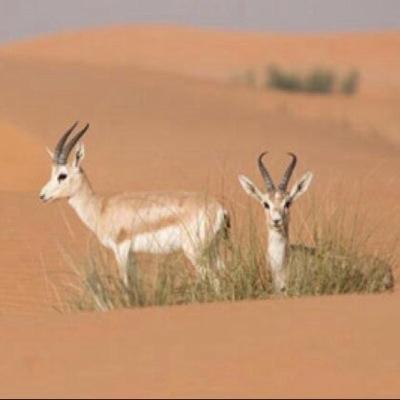 قال رسول الله صلي الله عليه وسلم : ما من مسلم يغرس غرسا أو يزرع زرعا فيأكل منه طير أو إنسان أو بهيمة إلا كان له به صدقة