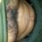 Profile Picture of Albert Díaz (@@Albetdiaz10) on Twitter