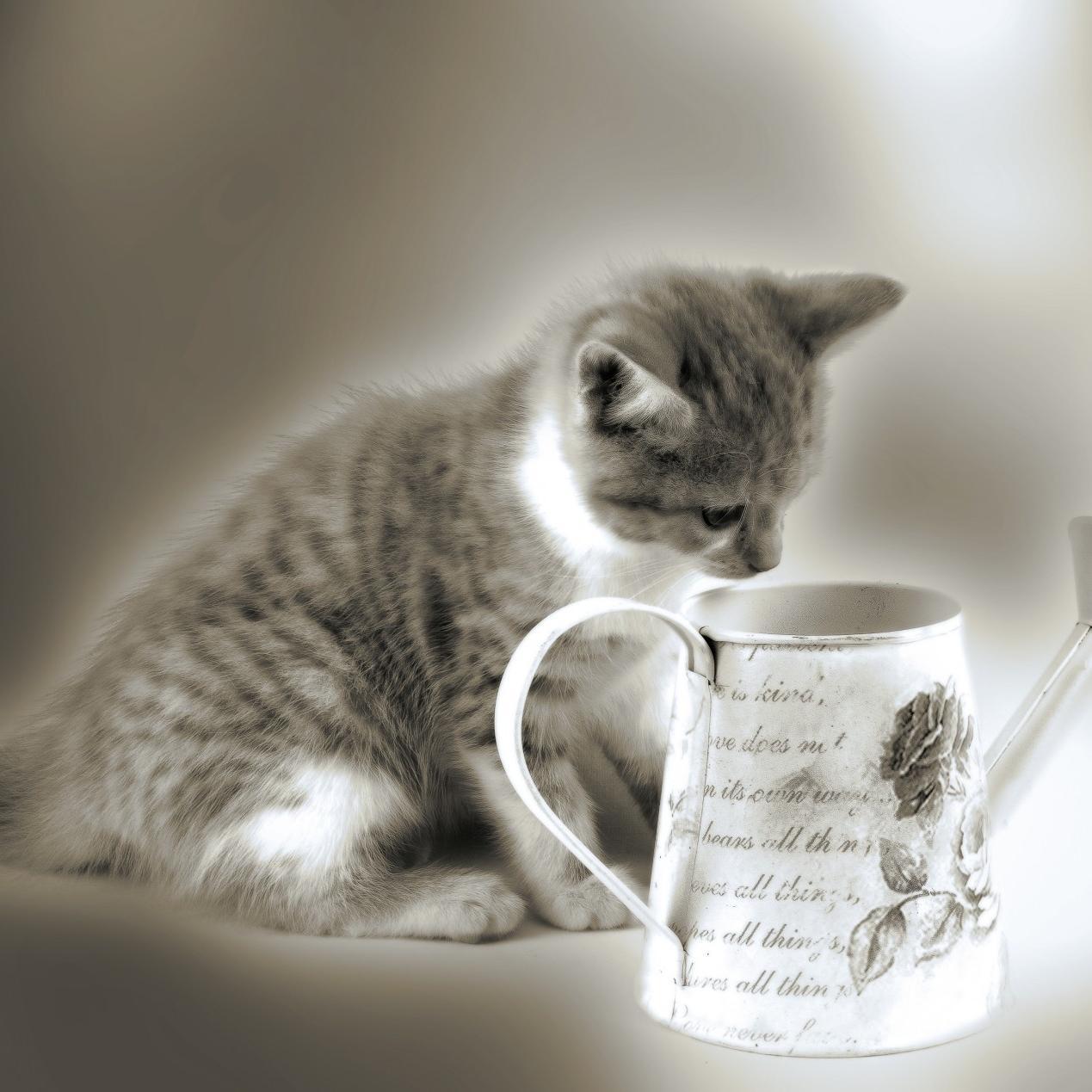 cocolemon01's profile picture. ★初めまして❢YouTubeやってます。宇宙、地球、精神文明、古来の日本文化大好き　誰もが分かち合い・共存共栄、争いのない世界を創りたいです。
どうぞ、よろしくお願いいたします。