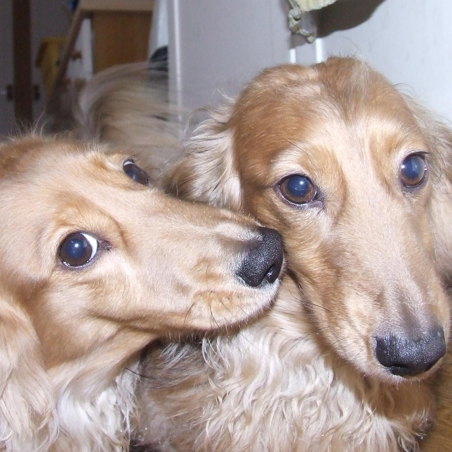 Loves dachshunds and works for the British Heart Foundation
