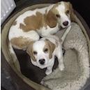 Half brother Beagles. Registered Therapets working in North Aberdeenshire. Walks, food & Tweets supplied by @thecurrentmrsr & @mike_rawlins.