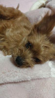 昭和生まれ。気が向いたときだけ現れます
