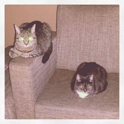 Wij zijn uit het asiel gehaald op 25-08-2014 en wonen nu bij @SaraSammy_ in huis.