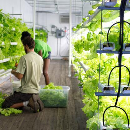 kalau mengangkut sayuran dari desa ke kota bikin polusi, pindahkan saja 'sawah'nya ke kota! | gaya baru urban farming