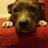 Brindle_Pig's profile image