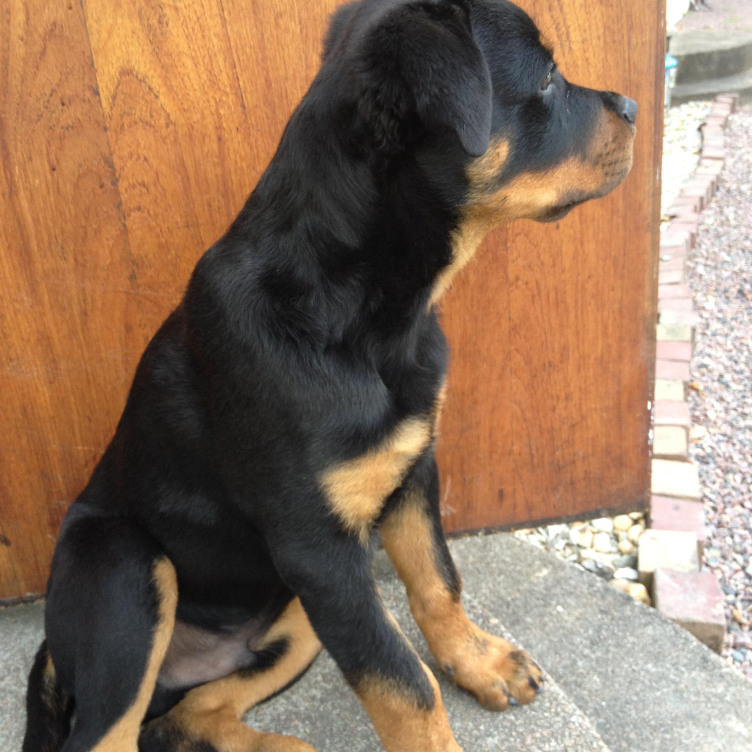 BokanderJ's profile picture. 