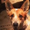 Grizz the corgi (@grizzismaname) Twitter