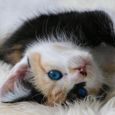Mew! I'm a tortoiseshell she-kit with BIG blue eyes :3 brother: @thunderyskies sister: @starrypelts