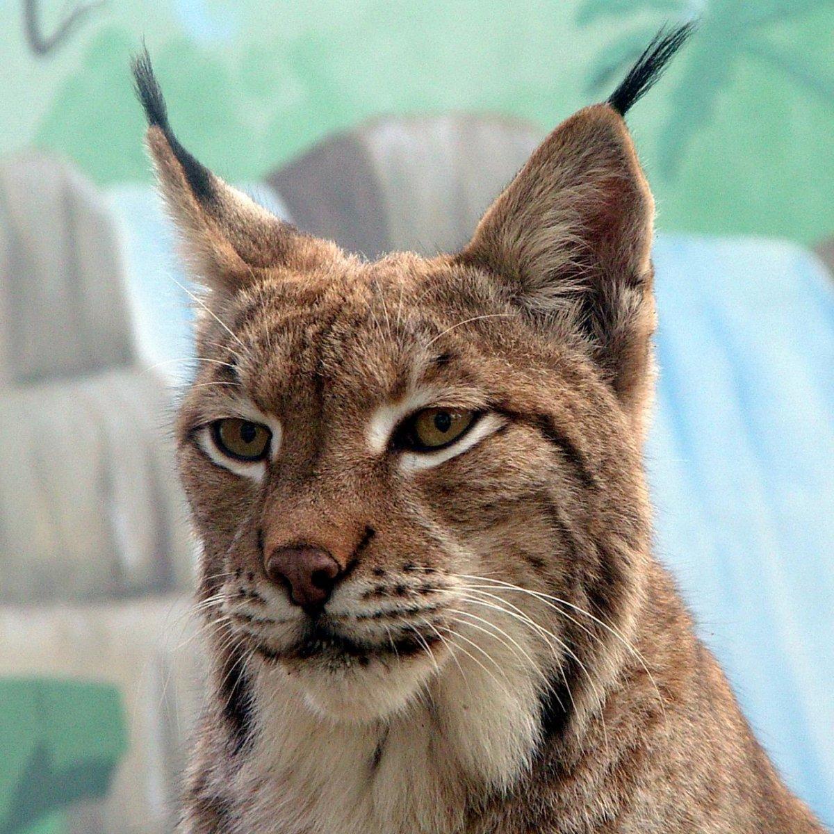 +10 y denunciado lince cosmico