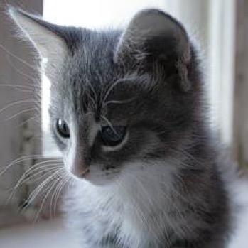 Hi! I'm a gray tom with dark blue eyes! sisters: @rosesmeow and @starrypelts
