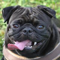 Yuuki Pug (@pugyuuki) 's Twitter Profile