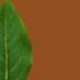 Twitter Profile image of @Arbres4saisons