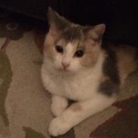 Shelly BlizzardJones (@sblizzardjones) 's Twitter Profile