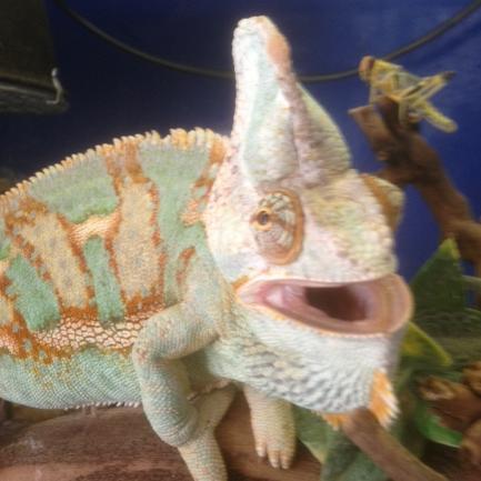 Established in 2008, we are retailers of all things aquatic and reptillian! Based in West Wickham, Kent.