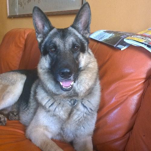 pierangelobicch's profile picture. 