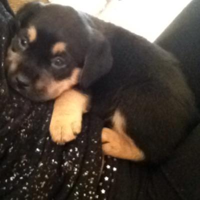 ibeagoodcook's profile picture. who says dreams don't come true #livelovelife