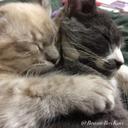 Vincent (LilV) & JT … Da BeastieBoys! 😸😸🐾🐾 - @BeastieBoyKats - Twitter