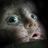 SvenGrittner's profile image
