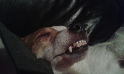 shiel749's profile picture. i love hurling u16and u18