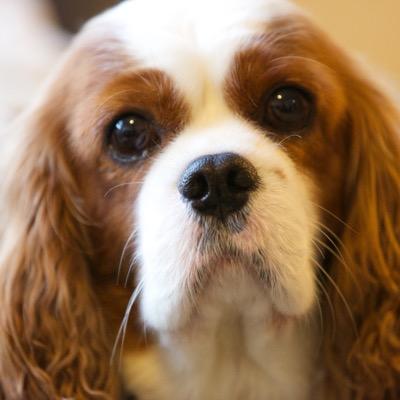 Cavalier King Charles Spaniel extraordinaire. Heritage: Lymrey Cavaliers, Leicester. Dare to Dream at Crillmere