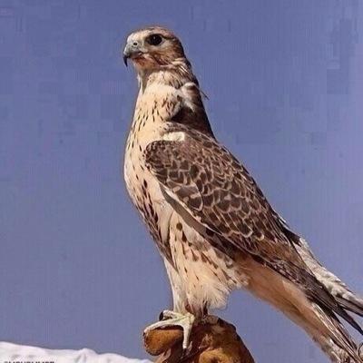 لا اله الا الله