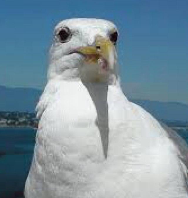 It's not my fault that my diet causes me to poo alot. I'm sorry if i've pooed on you. I cannot control mid-flight poos... #Pwllheli #wales