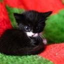 andy schneider  - @tasso600 - Twitter