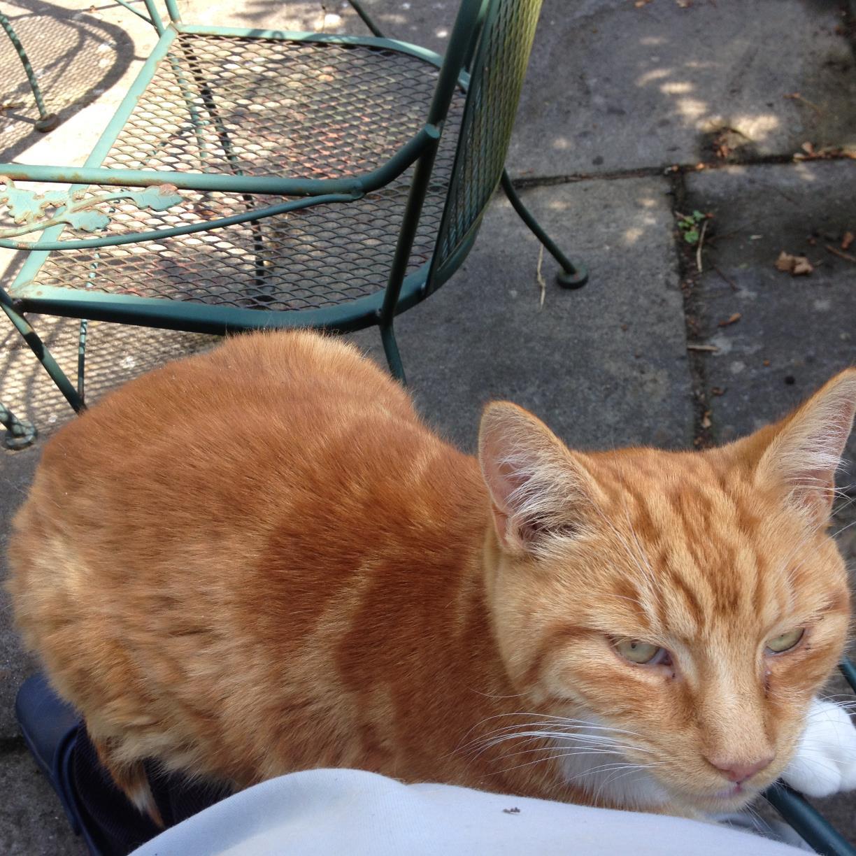 ChrisRyland1's profile picture. Father of four daughters and devoted to my cat Pip. Culturally Christian, but with agnostic worldview and at present studying for an MA in Political Philosophy