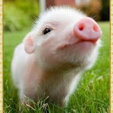 めっちゃかわいい動物たちの画像をツイートしていきます(^-^)可愛くって癒されちゃったらフォロー＆RTよろしくお願いします♡