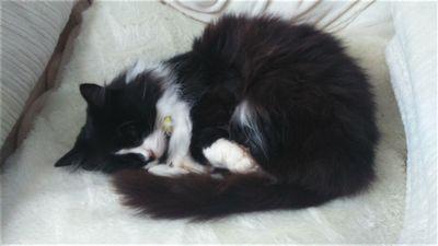 Fferws's profile picture. Amdani!