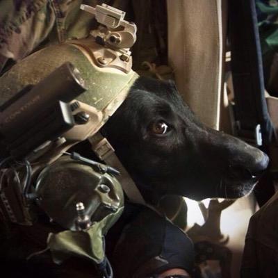 OLI1SW's profile picture. K9Handler装備 にわかガバガバ装備 弾撃つより撮影がしたい MARSOC収集中