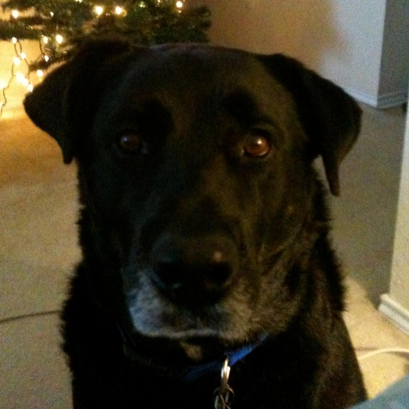 dartlan's profile picture. 