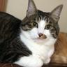 kaotamaro_4cat's profile picture. 二匹の猫と一緒に暮らしています🐱🐱宝塚とブライスドールと富士山が好きです💓