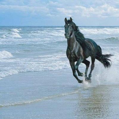 denizsinan520's profile picture. KAZANACAGIZ !