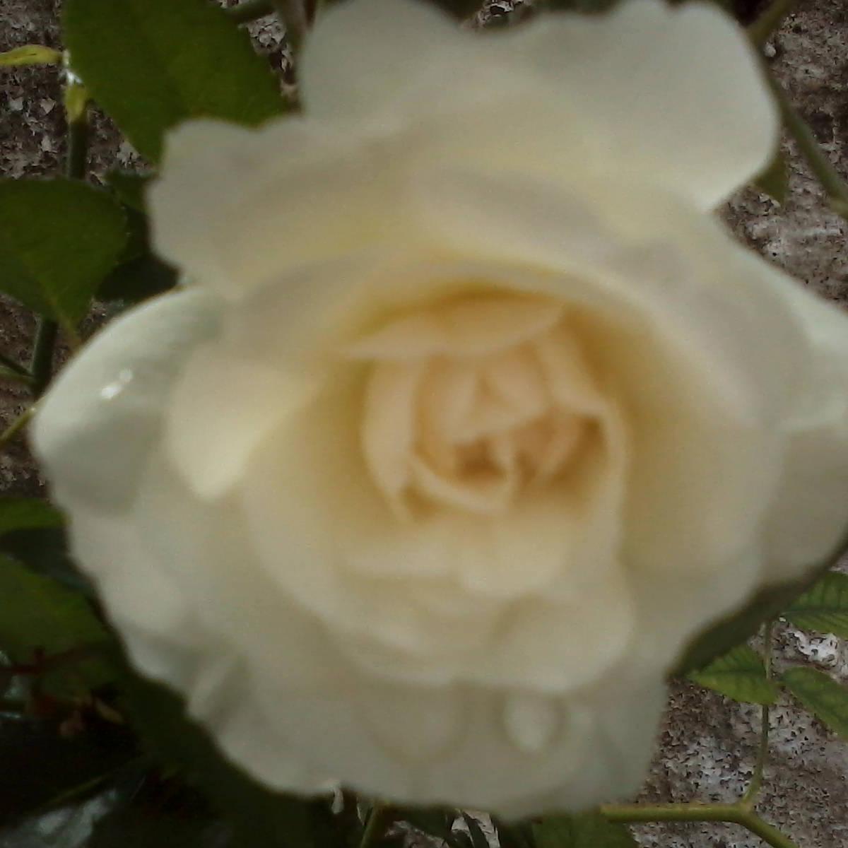 NETOS2329's profile picture. 