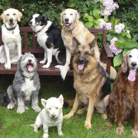 Twitter page dedicated to man's (and women lol) best friend :). No matter the breed we love dogs!!. Follow for a follow back!.