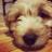 jacksonbwaydog's profile image