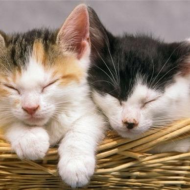 Cat lovers page.  Dedicated to all our feline friends.  Follow for a follow back!.