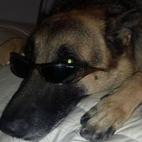 El Duderino (@the_real_sparky) 's Twitter Profile