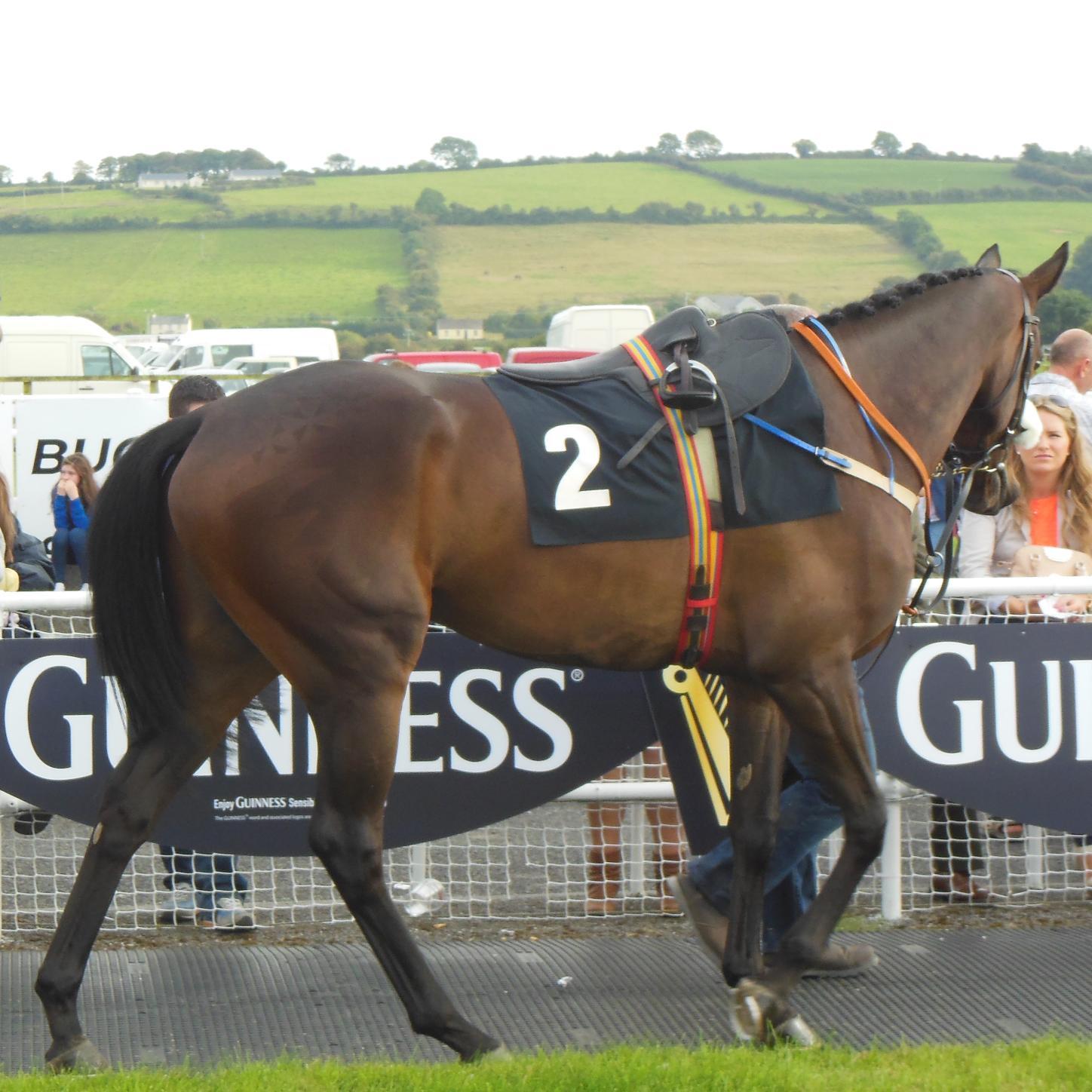 Horse racing fanatic (owned: Bay of Freedom ,Freedom to Dream and Suprise Package). Follow the new journey with Chosen Comrade. Could she be the best yet?