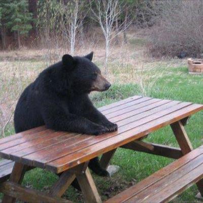 smarter than the average bear? boardgames, geocaching, crafting, airsoft