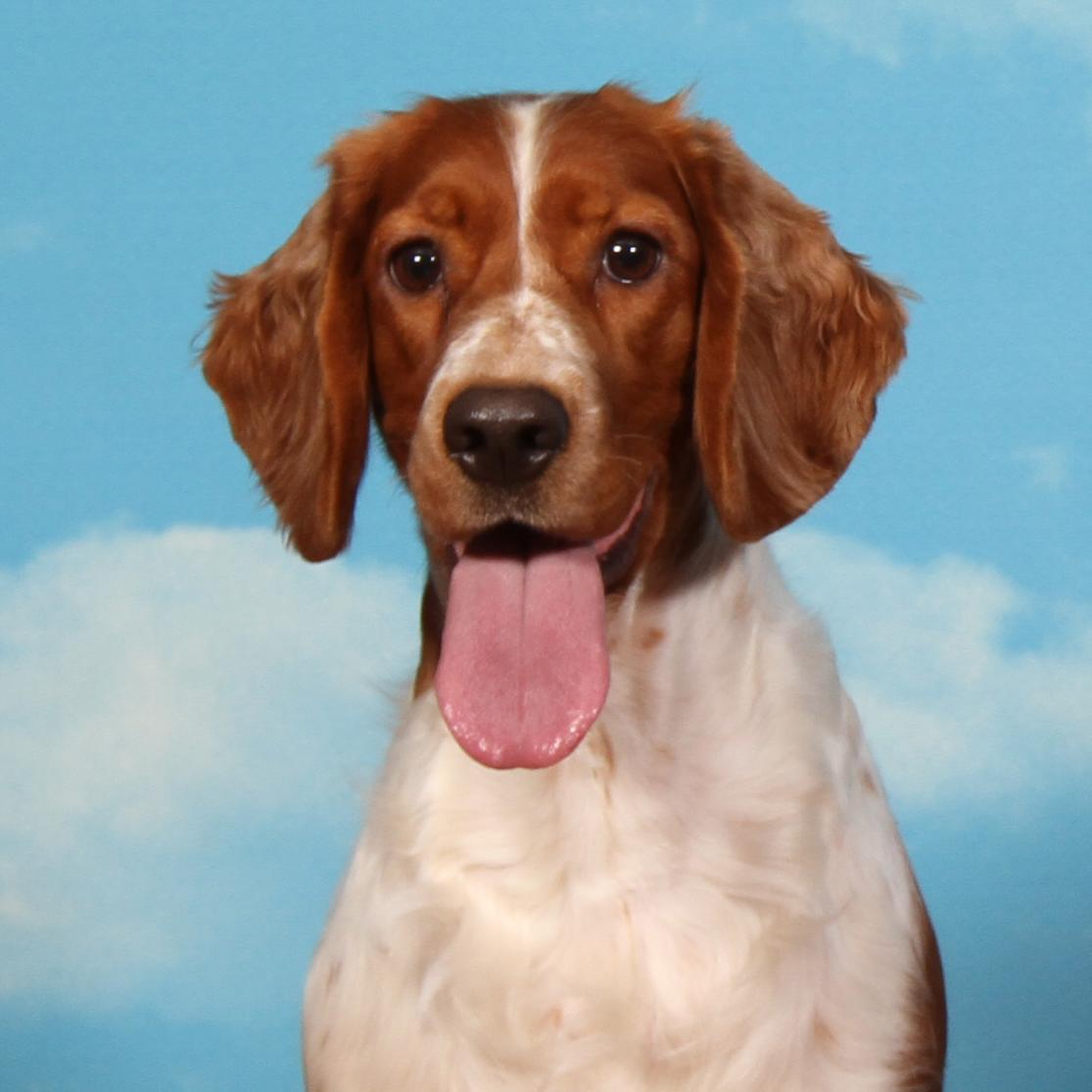 | web design | web development | Wordpress | welsh springer spaniels | dog shows | dog sports |