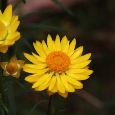 Passionate about birds, wildlife, the environment. Trying to turn my little patch into Land For Wildlife. Indigenous plants are a constant surprise!