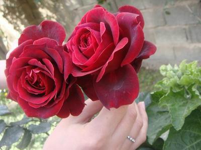 mooash65's profile picture. ‏استغفرالله الذي لا اله الا هو الحي القيوم واتوب اليه