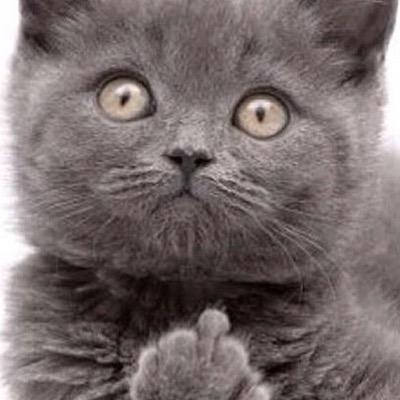 kenzieyormop's profile picture. 