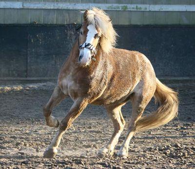 Dit is b-còute mijn paard ze is gheboren op 4-4-2007 ze is 7jaar ze is een haflinger merrie kopig en ijgen wijs maar wel lief en ze trekt gaag geke beken