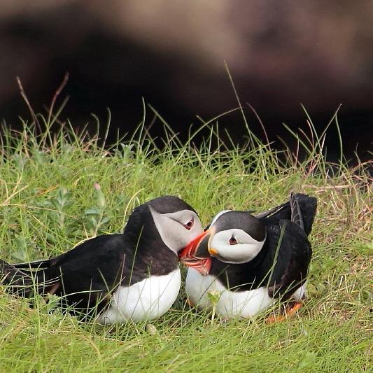 Author of the unique illustrated photo guide 'Eight Walks on Rathlin Island' Joined Jan 2015