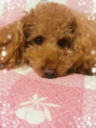 11月5日生まれ さそり座 O型 愛犬ココ 東京在住